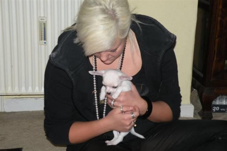 Chihuahua Dee kay amazing Cayea billede 7