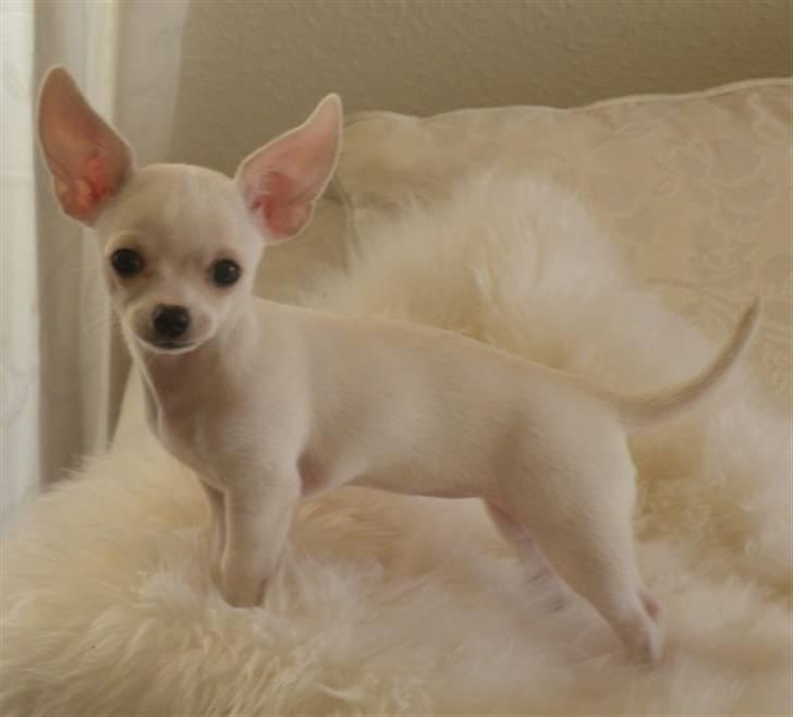 Chihuahua Dee kay amazing Cayea billede 8