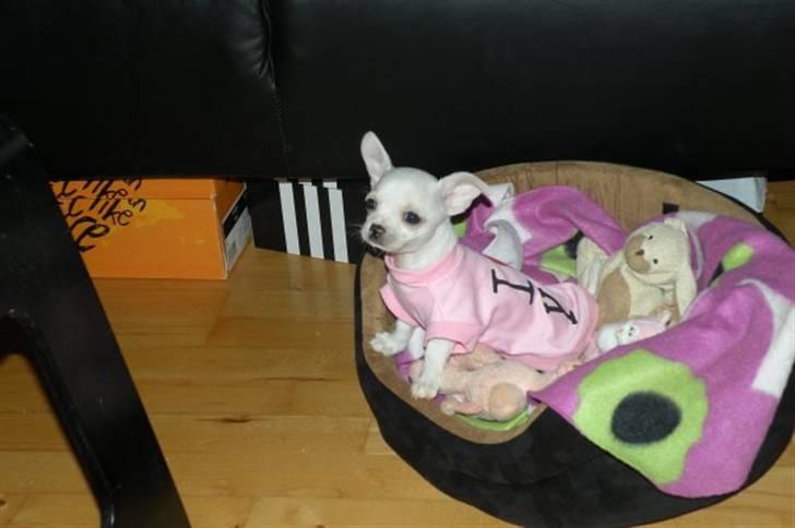 Chihuahua Dee kay amazing Cayea billede 9