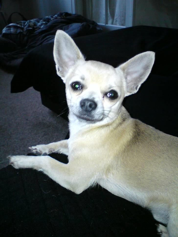 Chihuahua Tino billede 13