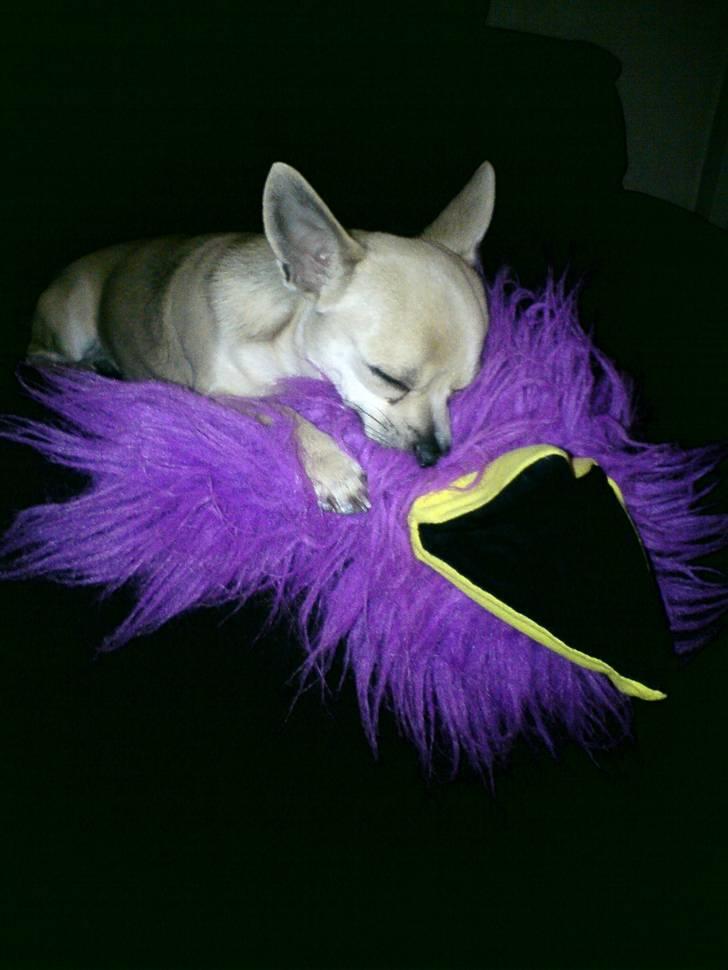 Chihuahua Tino - Tager lige en lur med sin ynglings bamse. :-) billede 14