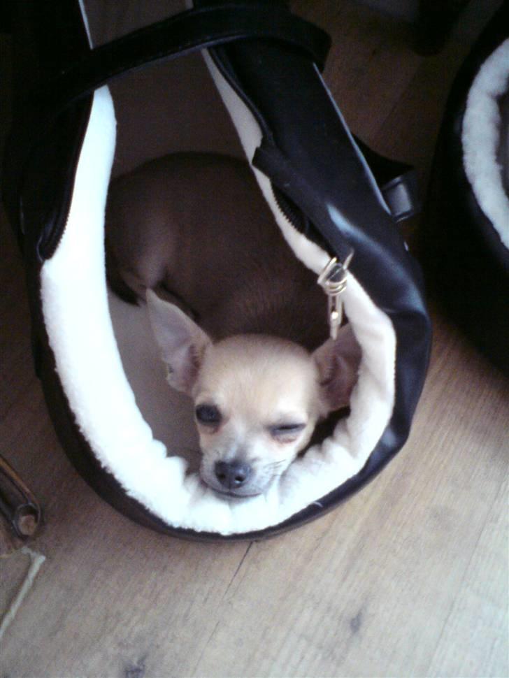 Chihuahua Tino - ;-) billede 15