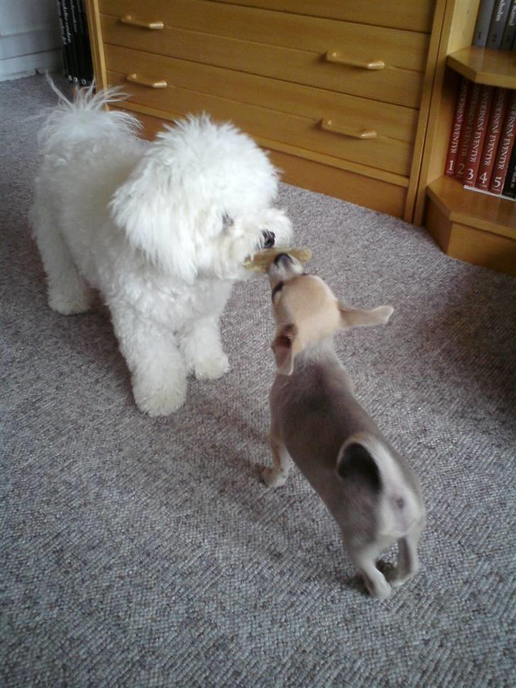 Chihuahua Tino - Chico og Tino (Bishon Frisé og Chihuahua) billede 16