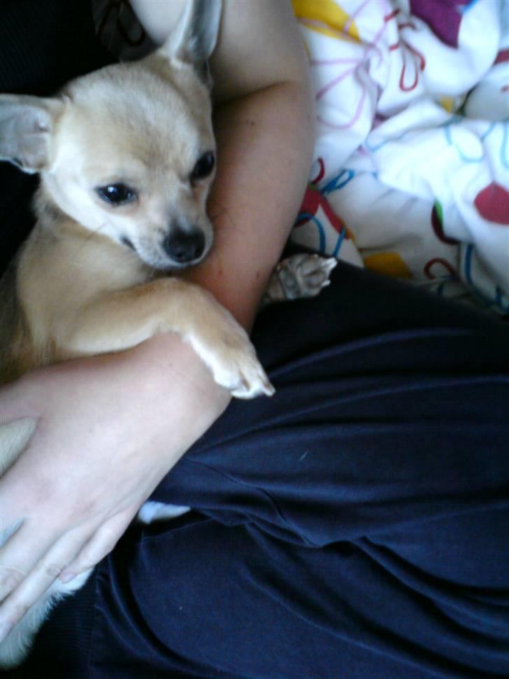 Chihuahua Tino billede 17