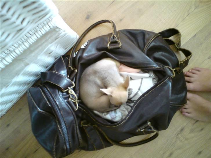 Chihuahua Tino - Nej, Tino, du skal ikke med. billede 18