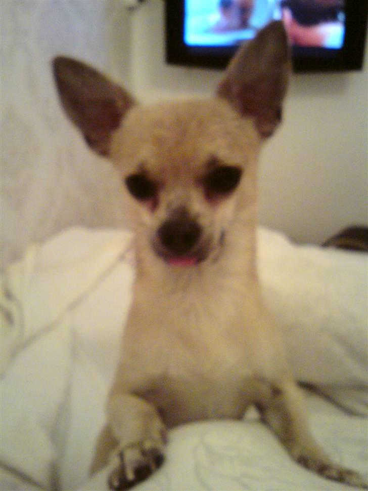 Chihuahua Tino - Blev helt våd af regnen, da vi var ude og gå.. og så op og lægge i sengen!  billede 19