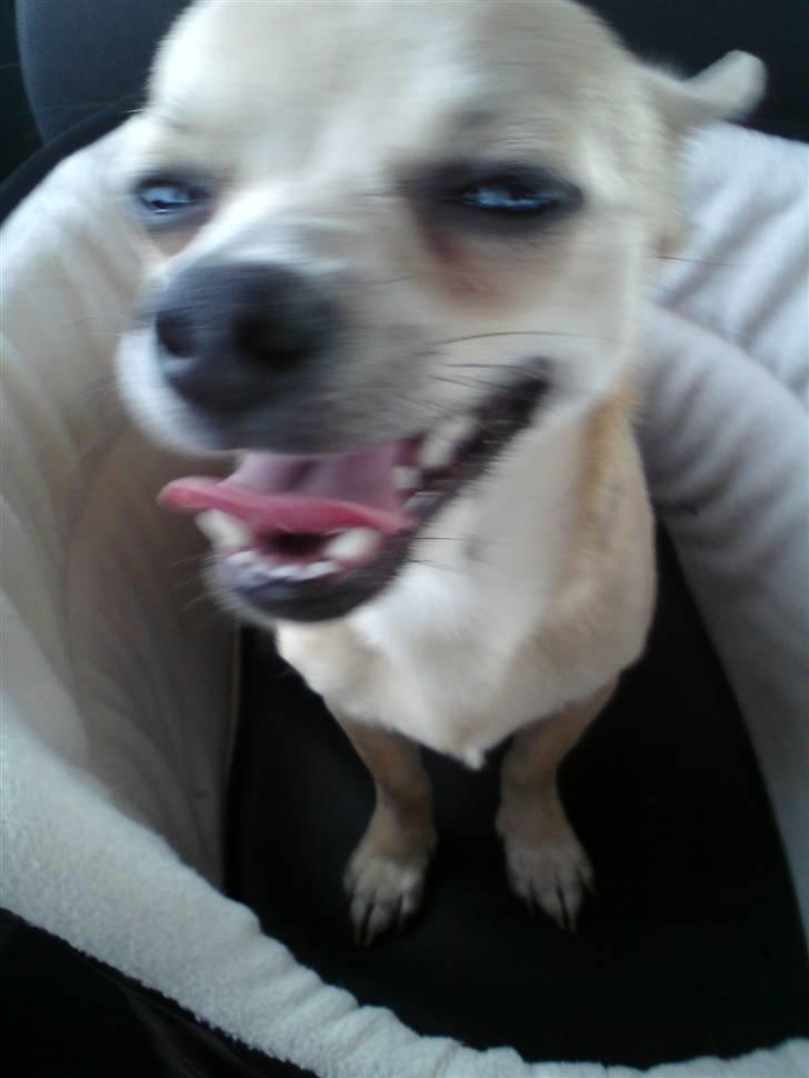 Chihuahua Tino - Ude og køre bil for første gang - puha, en grimmert hund!  billede 20