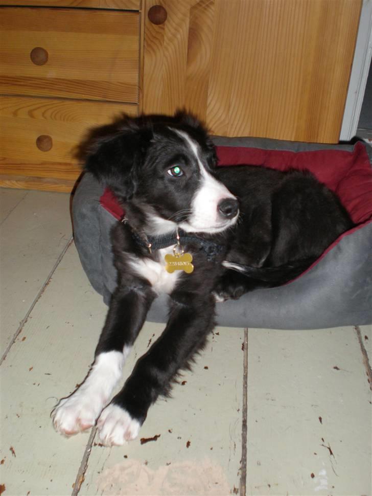 Blanding af racer rickie billede 1