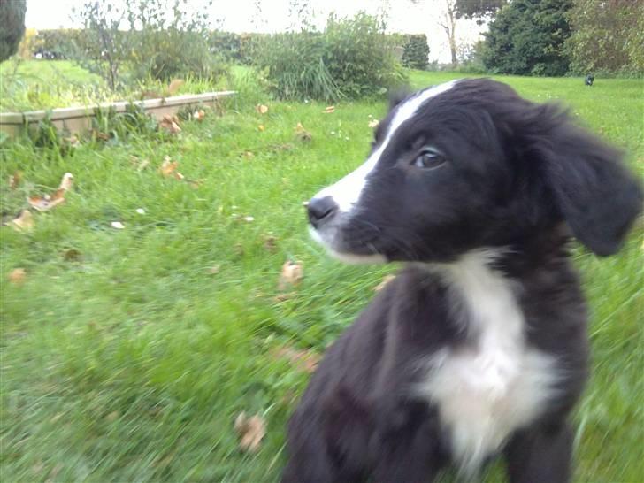 Blanding af racer rickie billede 2