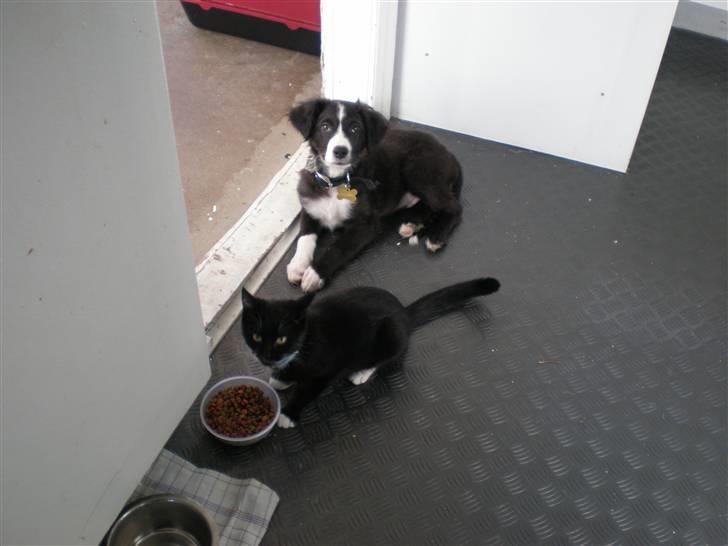 Blanding af racer rickie billede 3