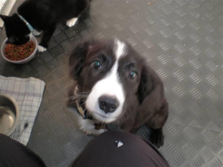 Blanding af racer rickie billede 4