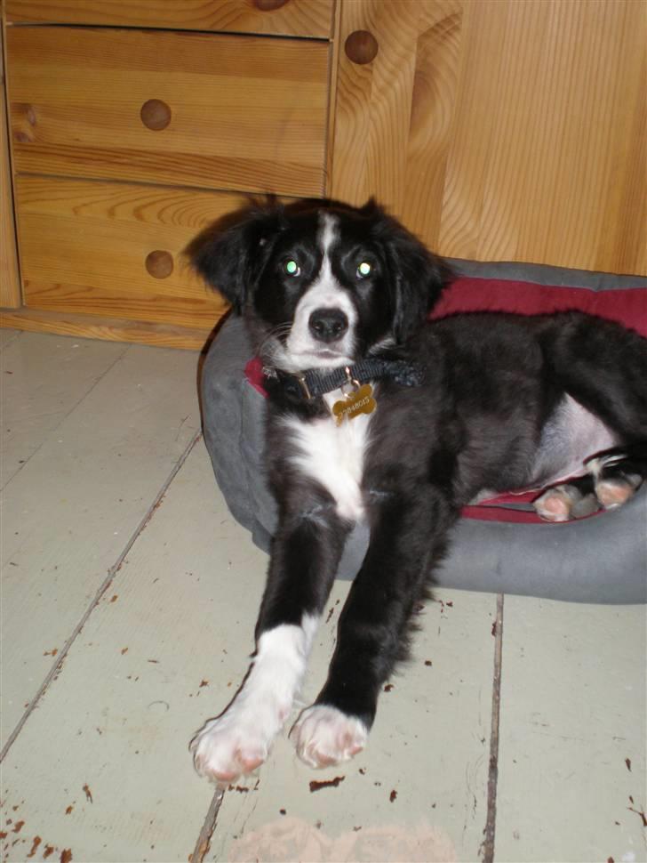 Blanding af racer rickie billede 5