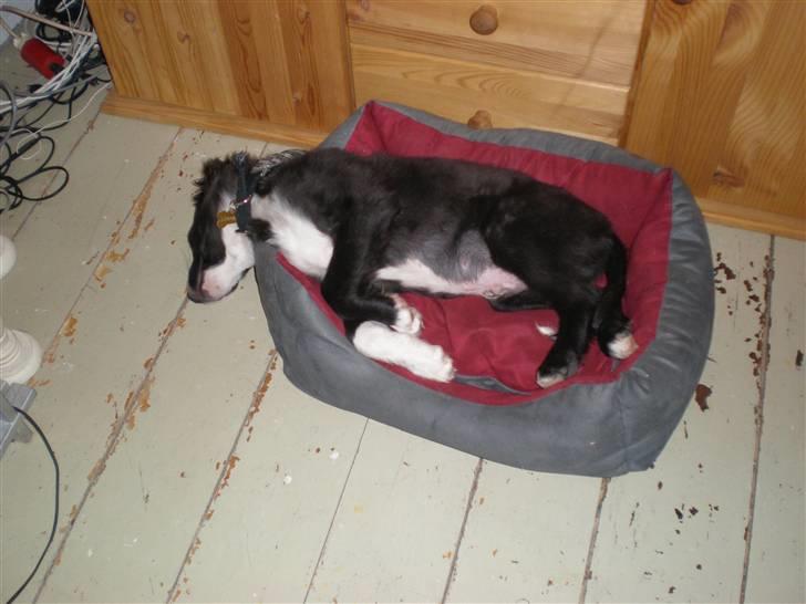 Blanding af racer rickie billede 6