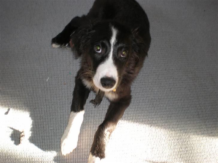 Blanding af racer rickie billede 8