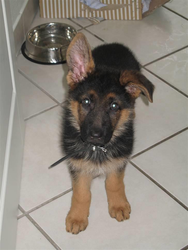 Schæferhund Cosmo billede 1