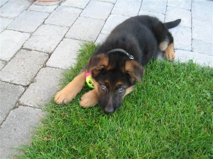 Schæferhund Cosmo - 8½ uge gammel billede 2