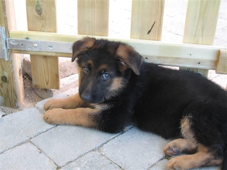 Schæferhund Cosmo - 8½ uge gammel billede 3