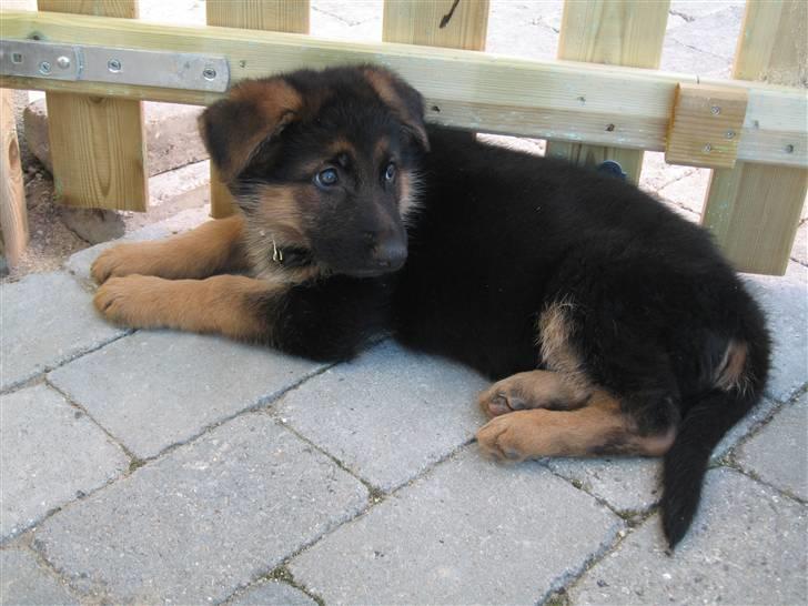 Schæferhund Cosmo - 8½ uge gammel billede 4