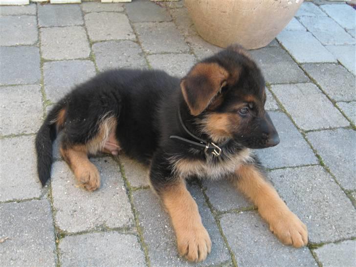 Schæferhund Cosmo - 8½ uge gammel billede 5