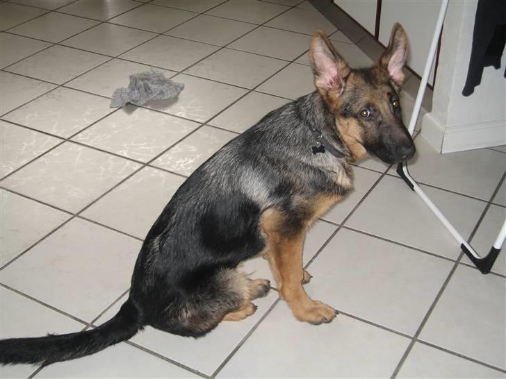 Schæferhund Cosmo billede 6