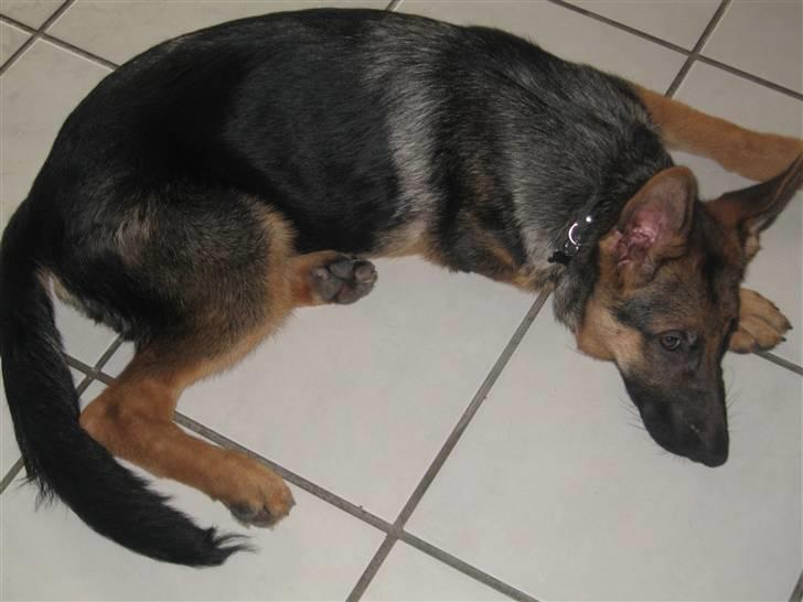 Schæferhund Cosmo billede 7