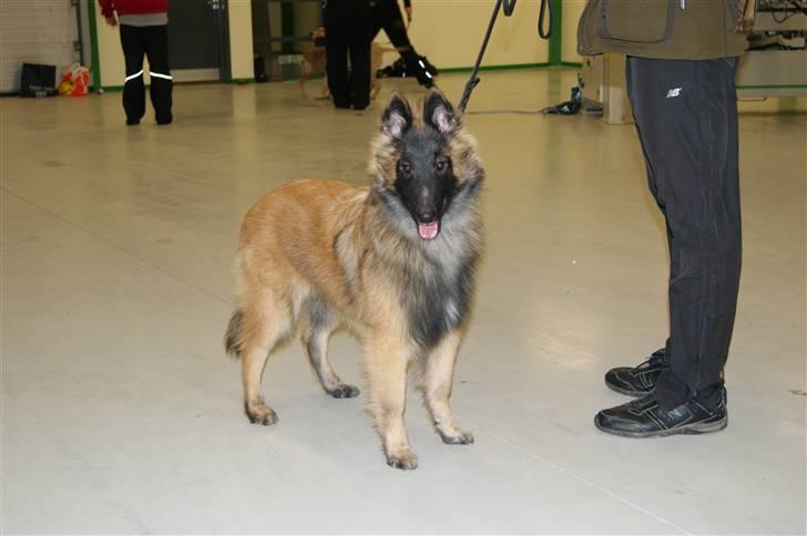 Tervueren Top Gun billede 1