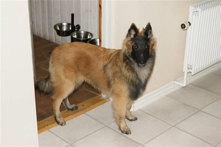 Tervueren Top Gun billede 2