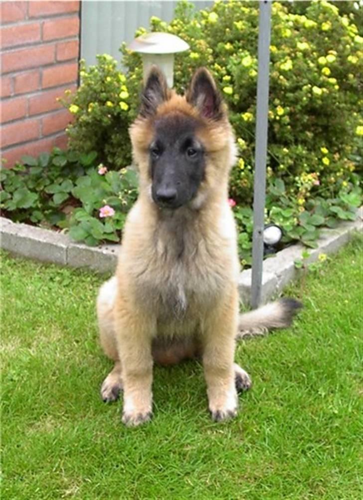 Tervueren Top Gun billede 3