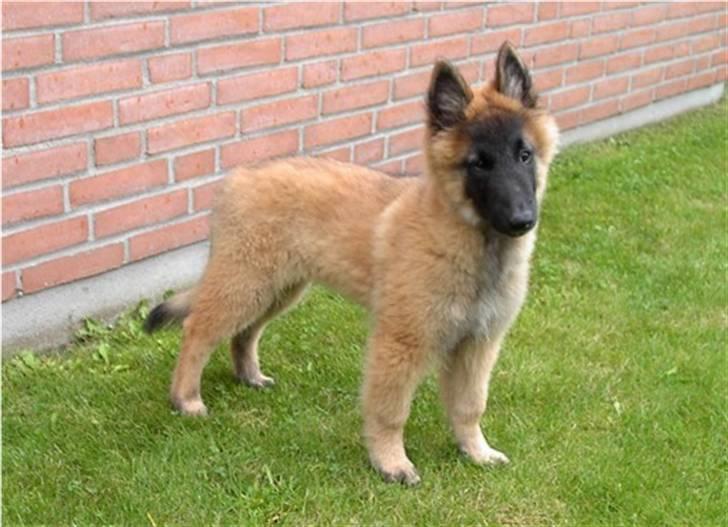 Tervueren Top Gun billede 4