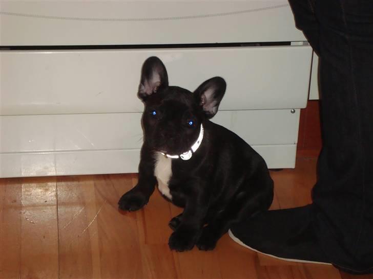 Fransk bulldog Geluna Von Hempel Klinton - Skulle man håbe på der falder noget ned ? ;) billede 4