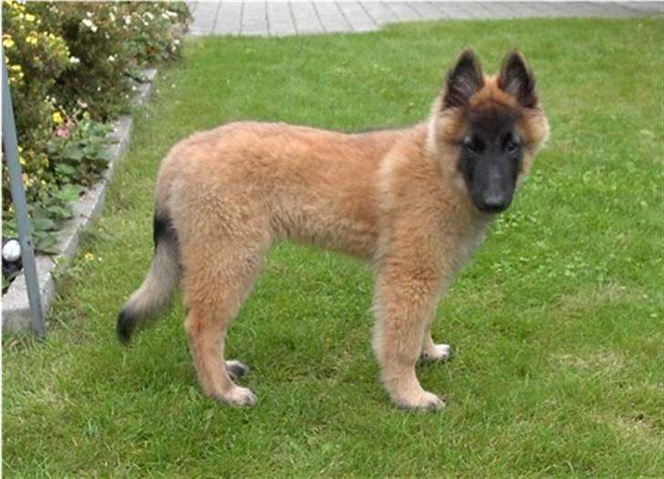 Tervueren Top Gun billede 5