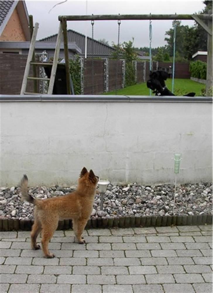 Tervueren Top Gun billede 6