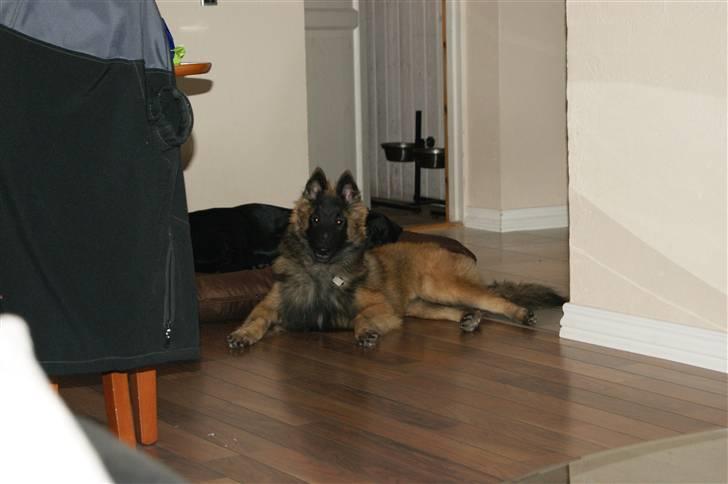 Tervueren Top Gun billede 7