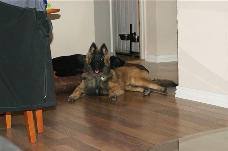 Tervueren Top Gun billede 8