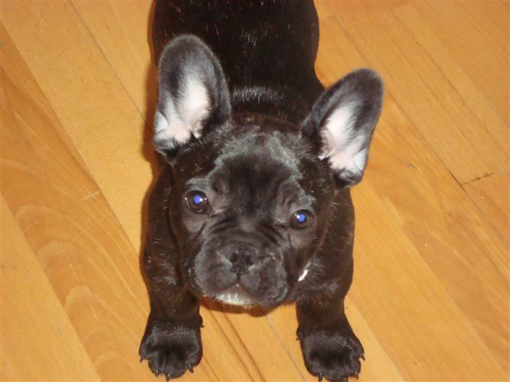 Fransk bulldog Geluna Von Hempel Klinton - 12 uger :) billede 5