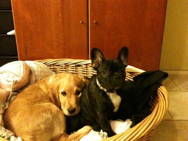 Fransk bulldog Geluna Von Hempel Klinton - 14 uger - Putter med min bedste ven Cille selvom hun fylder ret meget ;) billede 6