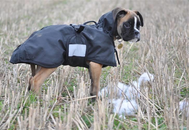 Boxer Hearts of hope´s Ferrari FXX billede 2