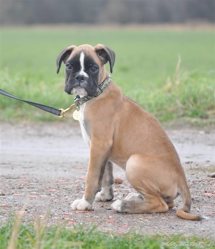 Boxer Hearts of hope´s Ferrari FXX billede 3