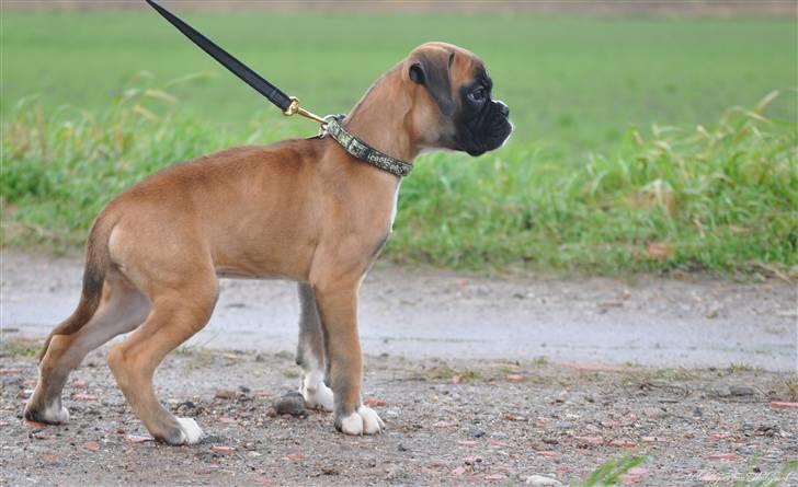 Boxer Hearts of hope´s Ferrari FXX billede 4