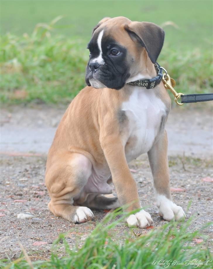 Boxer Hearts of hope´s Ferrari FXX billede 5