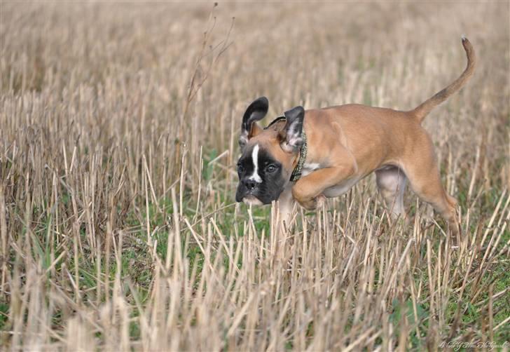 Boxer Hearts of hope´s Ferrari FXX billede 6