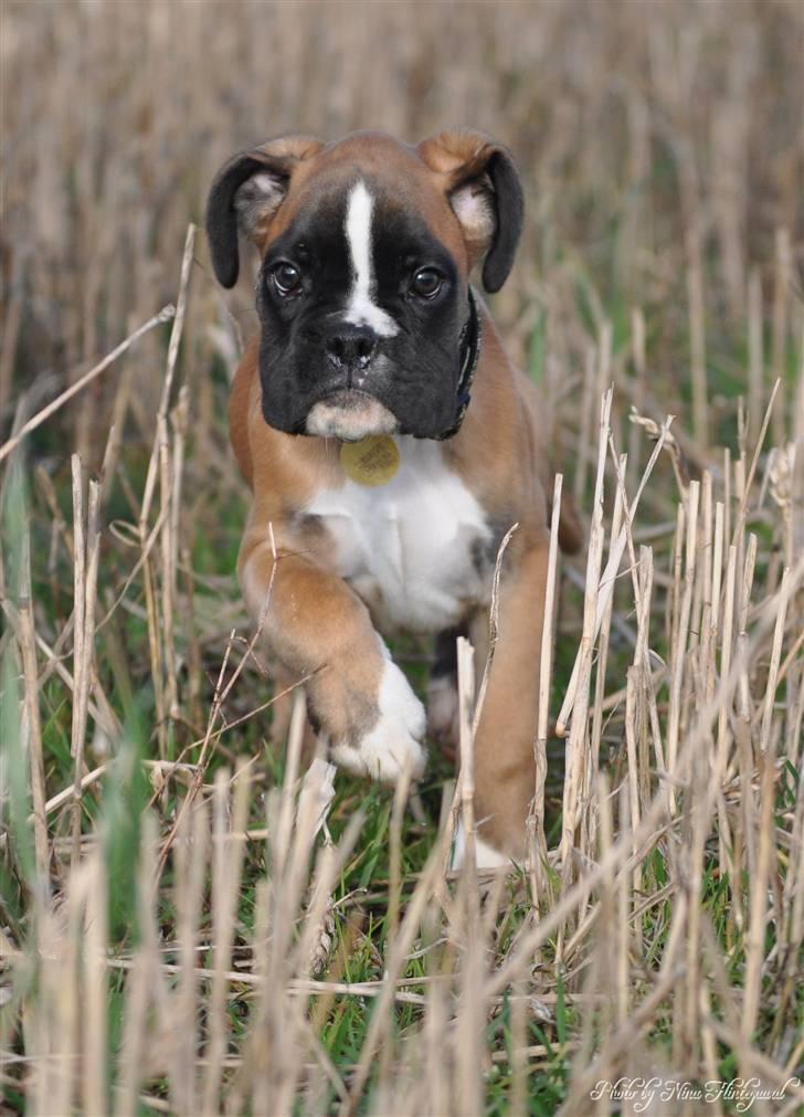 Boxer Hearts of hope´s Ferrari FXX billede 7