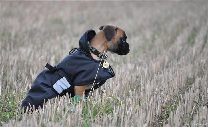 Boxer Hearts of hope´s Ferrari FXX billede 8