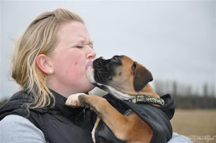 Boxer Hearts of hope´s Ferrari FXX billede 9