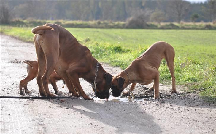Boxer Hearts of hope´s Ferrari FXX billede 10