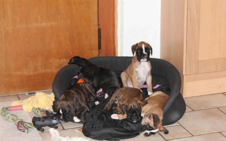 Boxer Hearts of hope´s Ferrari FXX billede 11