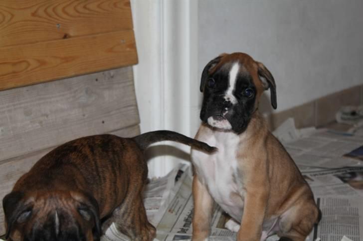 Boxer Hearts of hope´s Ferrari FXX billede 12