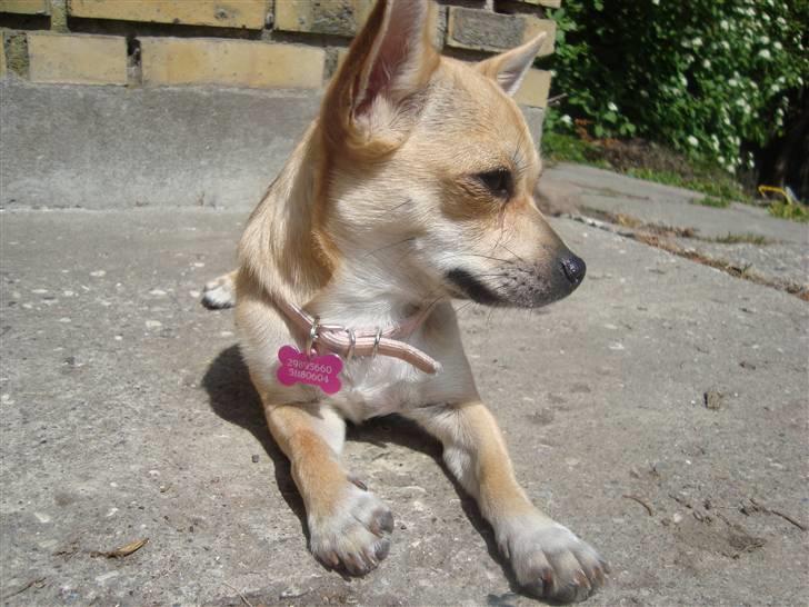 Chihuahua Kaya billede 1