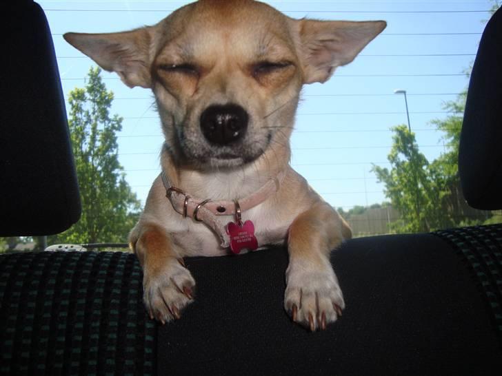 Chihuahua Kaya billede 2