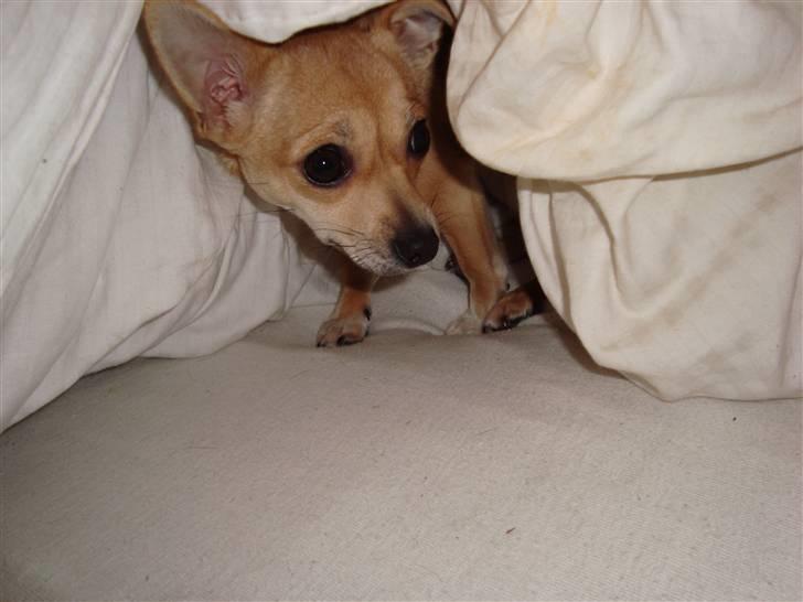 Chihuahua Kaya billede 3